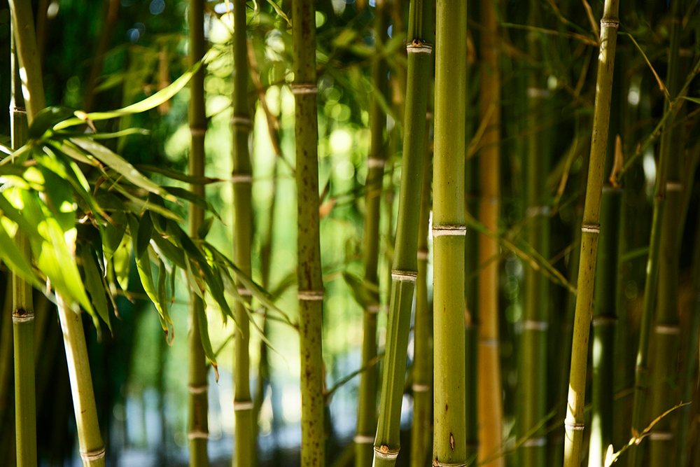 Vanilla Cultivation Under Shade Net