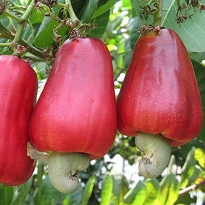 Cashew Cultivation