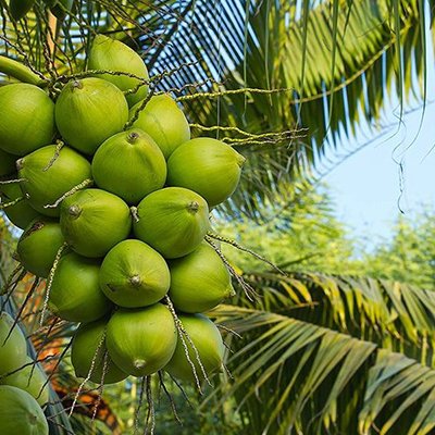 Coconut Cultivation