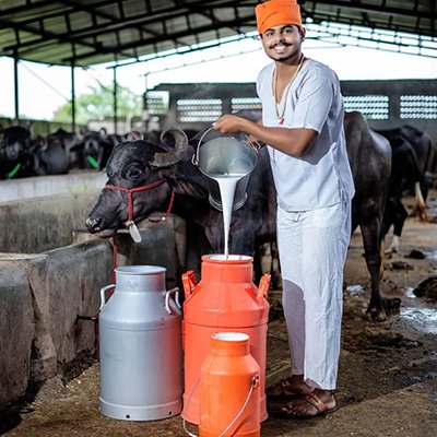 Dairy Farming For Small Farmer