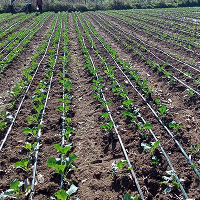 Drip Irrigation