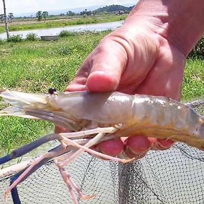 Freshwater Prawn Farming