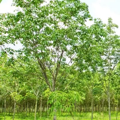 Casuarina : A Tree For Wasteland Development