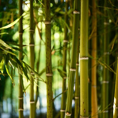 Bamboo For Integrated Rural Development